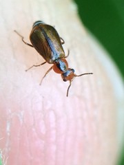 Attalus scincetus