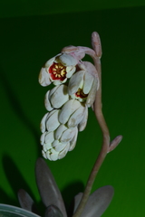 Pachyphytum