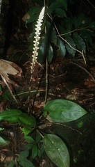 Prescottia stachyodes