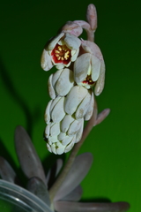 Pachyphytum