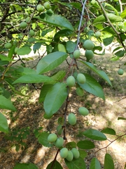 Prunocerasus