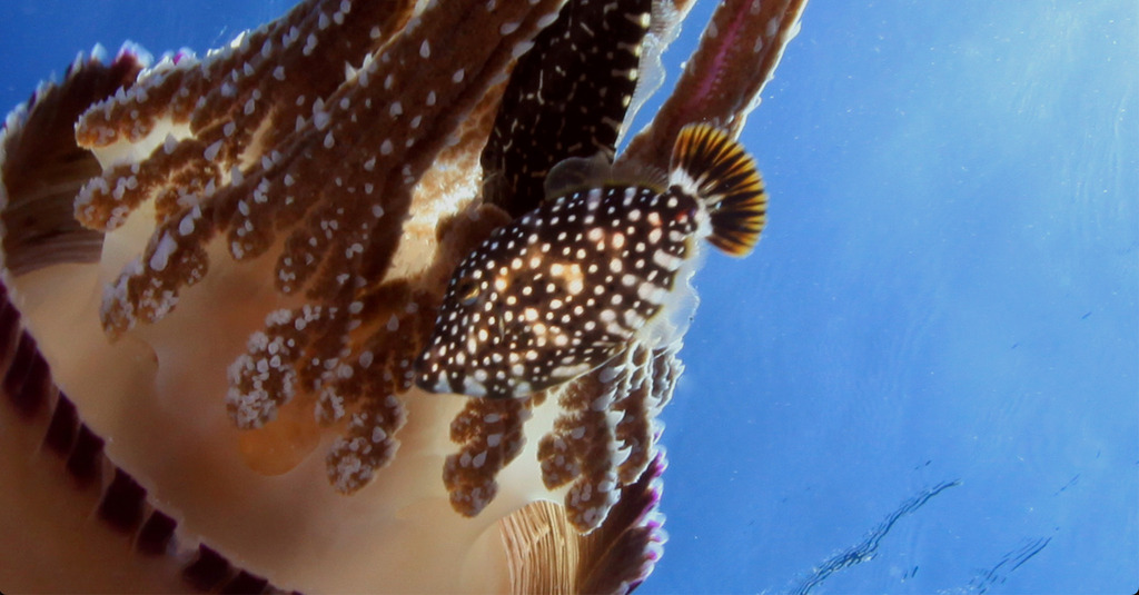 Barred filefish