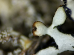 Hypogymnia incurvoides