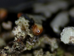 Hypogymnia incurvoides