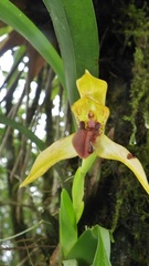 Maxillaria praestans