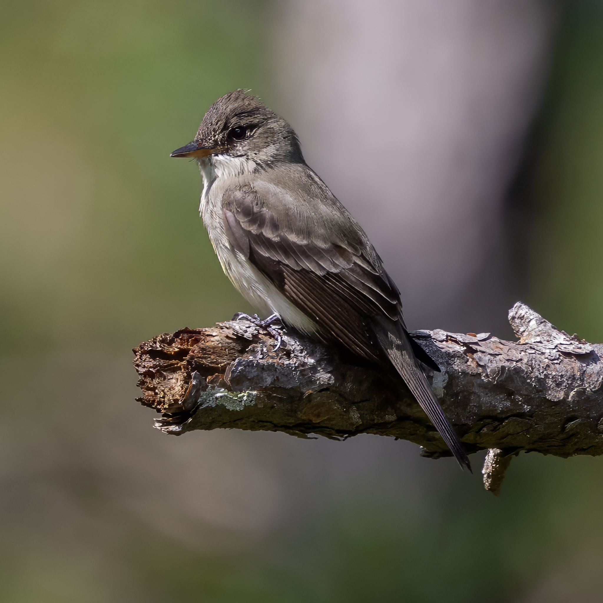 Eastern Wood Pewee (Contopus virens), photo 6