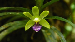 Dichaea trulla