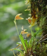 Specklinia