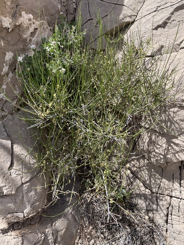Ephedra aspera