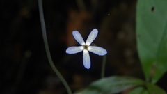 Voyria tenella