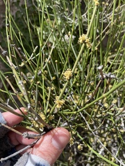 Ephedra aspera, photograph (c) Martin Purdy, some rights reserved (CC BY)