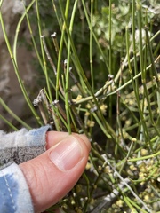 Ephedra aspera, photograph (c) Martin Purdy, some rights reserved (CC BY)