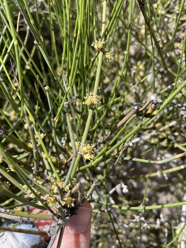 Ephedra aspera, photograph 4