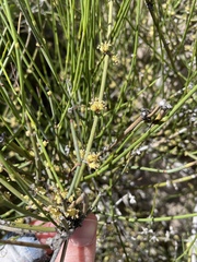 Ephedra aspera, photograph (c) Martin Purdy, some rights reserved (CC BY)
