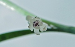 Scaphyglottis