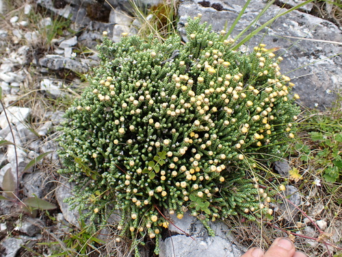 Helichrysum simpsonii, photograph 6