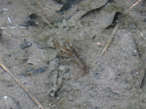 Cambarellus montezumae