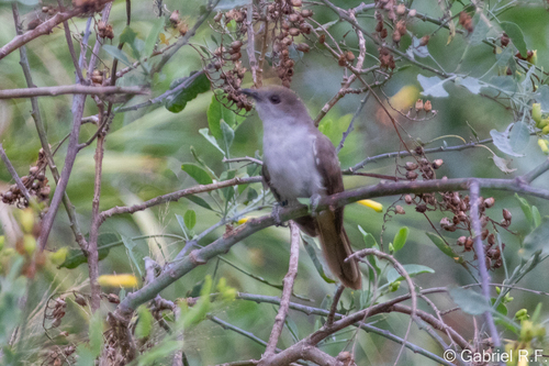 Ash-colored Cuckoo (Coccycua cinerea), photo 8