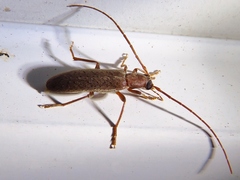 Sparedrus aspersus