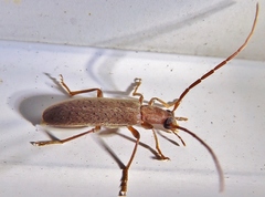 Sparedrus aspersus