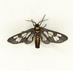 Eressa confinis
