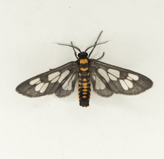 Eressa confinis