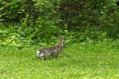Eastern Cottontail