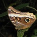Gold-edged Owl-Butterfly - Photo (c) delmer jonathan, some rights reserved (CC BY-NC), uploaded by delmer jonathan