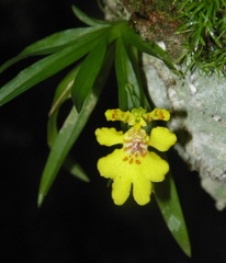 Erycina