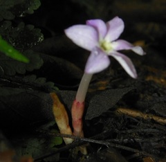 Voyria truncata