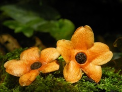 Bruceholstia magnifolia