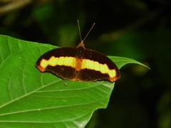 Catonephele mexicana