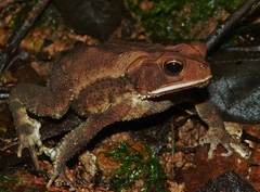 Incilius leucomyos
