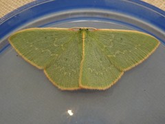 Chlorocoma melocrossa