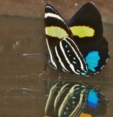 Callicore lyca aerias