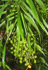 Dracaena americana