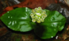 Malaxis histionantha