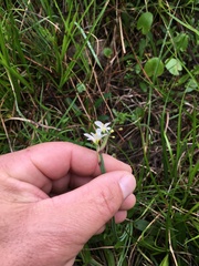 Sisyrinchium albidum