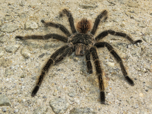 Homoeomma brasilianum