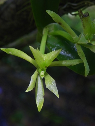 Epidendrum yojoaense Hágsater & L.Sánchez 4