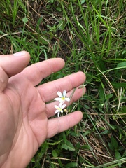 Sisyrinchium albidum