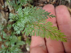 Asplenium richardii, photograph (c) Benjamin Lavin, some rights reserved (CC BY)