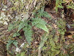 Asplenium richardii, photograph (c) Benjamin Lavin, some rights reserved (CC BY)