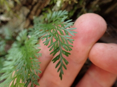 Asplenium richardii, photograph (c) Benjamin Lavin, some rights reserved (CC BY)