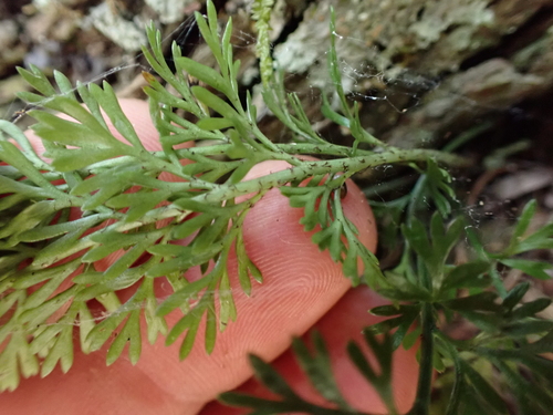 Asplenium richardii, photograph 6