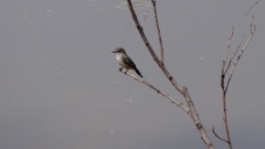 Pyrocephalus rubinus