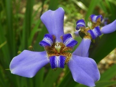 Trimezia coerulea