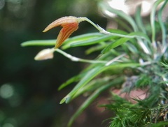 Specklinia