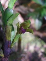 Maxillaria aciantha