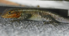 Sceloporus variabilis olloporus